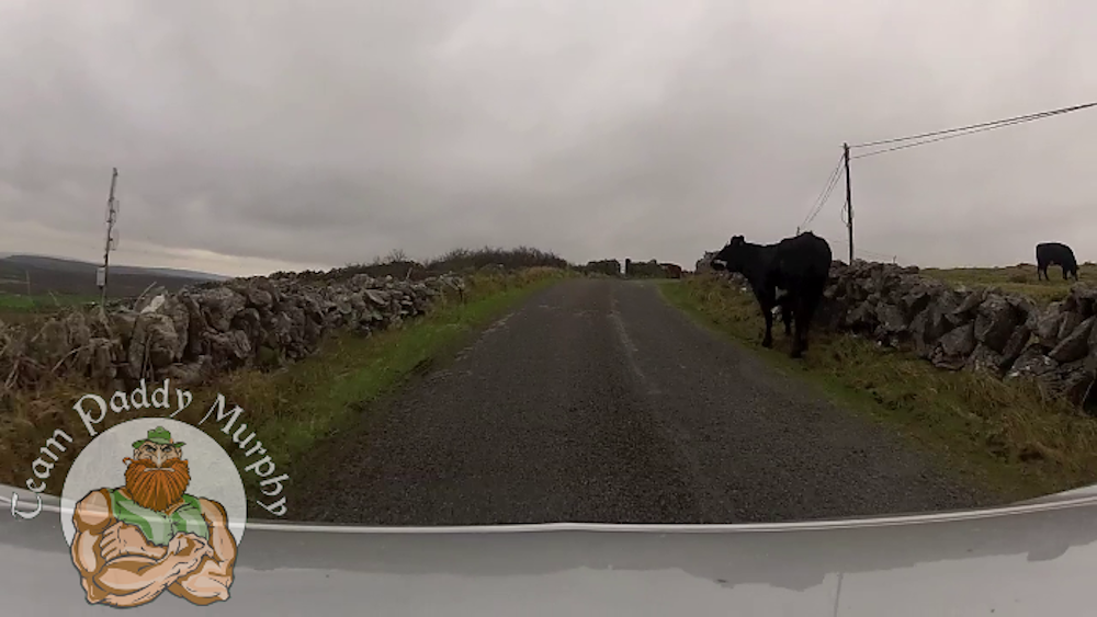 Cow on the road