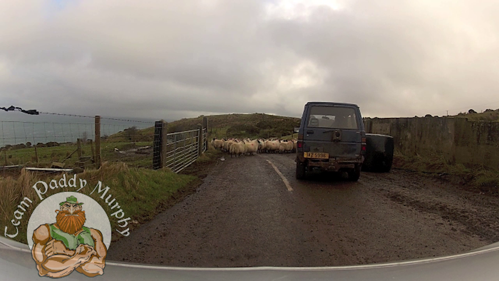 Sheep on Torr Road