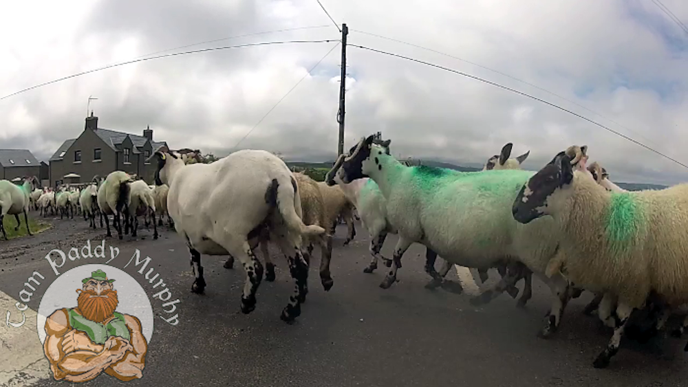 Sheep - things went wrong