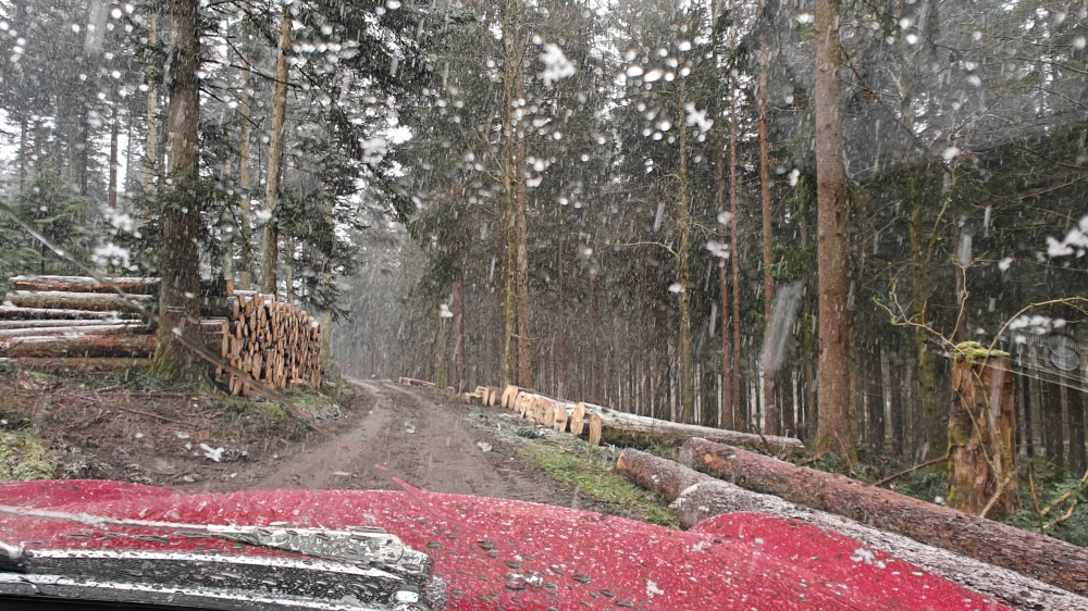 A red Volvo 1800E is driving along a forest road during a snowfall